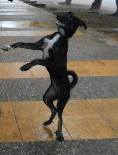 Собачьи хитрости