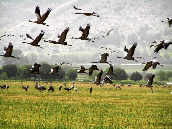 Улетающим птицам