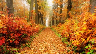 Мне не скучно в поблекшем саду...