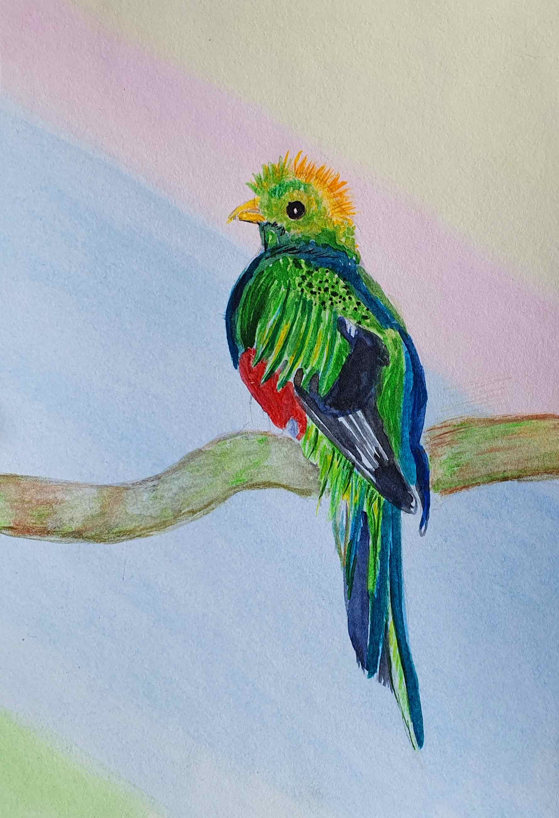 Квезаль, из красавцев