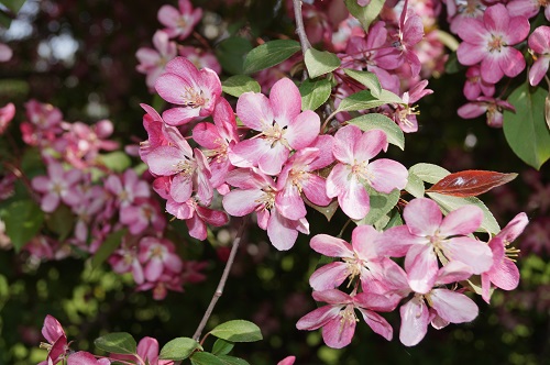 Весна. Теодор Фонтане