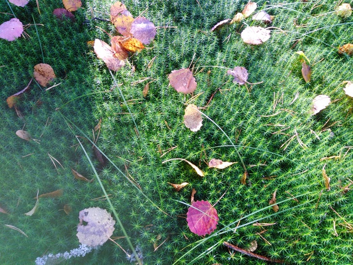 Осенний лес