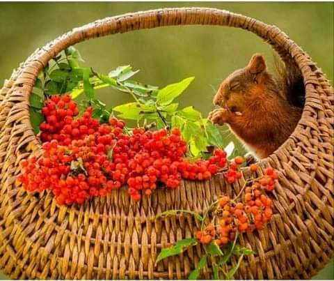 Последний огонь