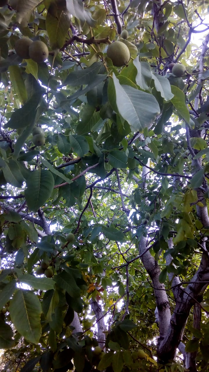 Про волшебный орех