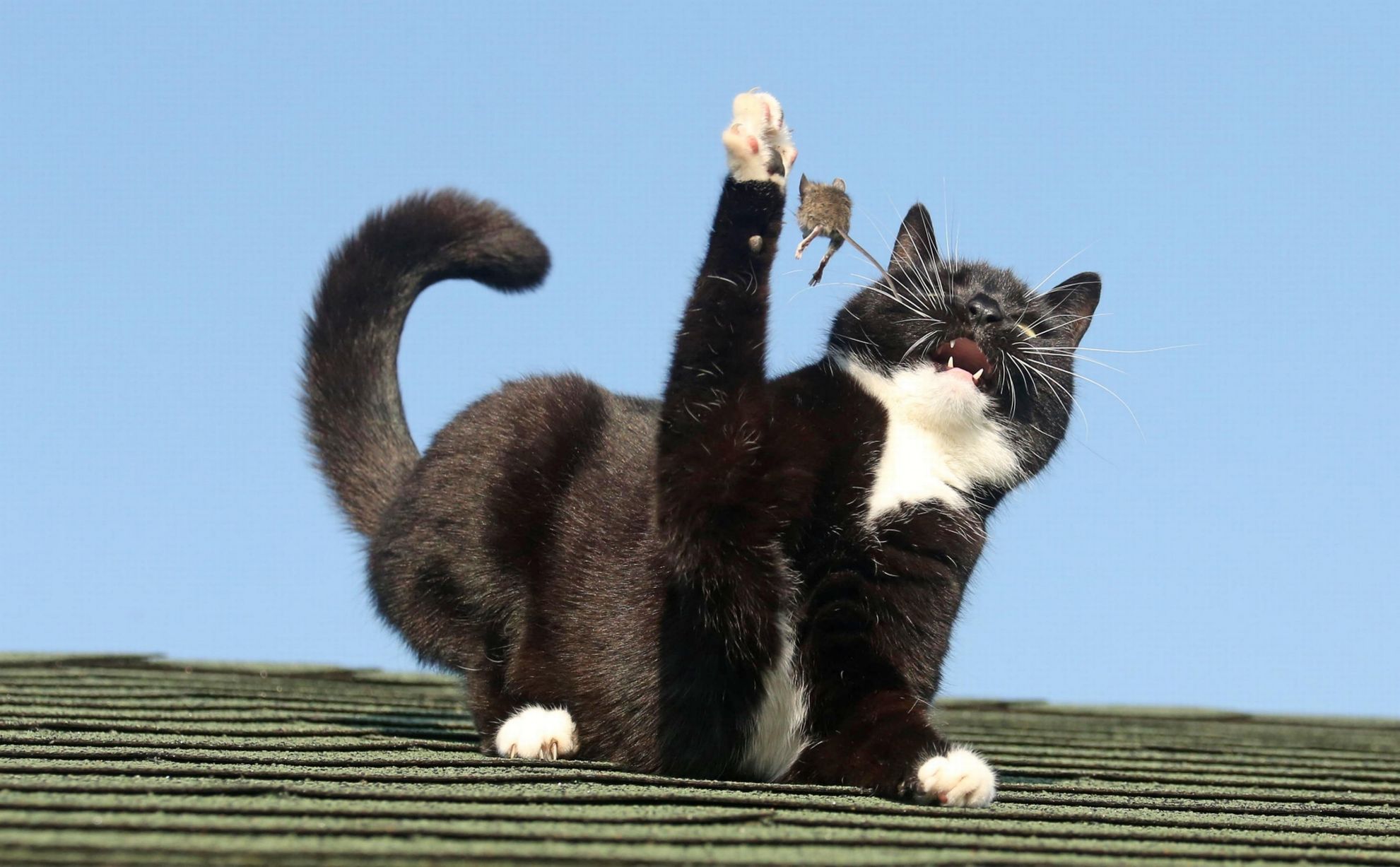 Черная кошка играть. Кошки-мышки. Прикольные котики. Черный кот в прыжке. Кот ловит.