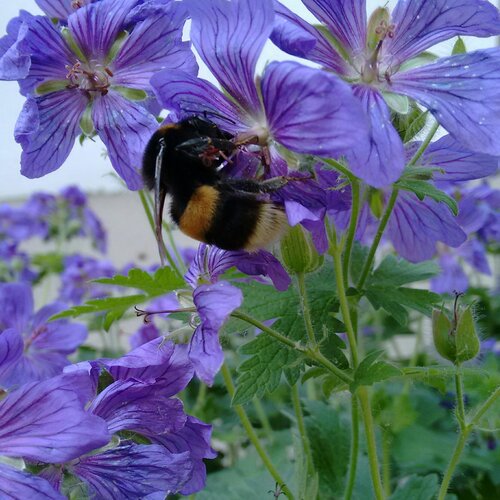 Цветочная поляна раскинулась ковром