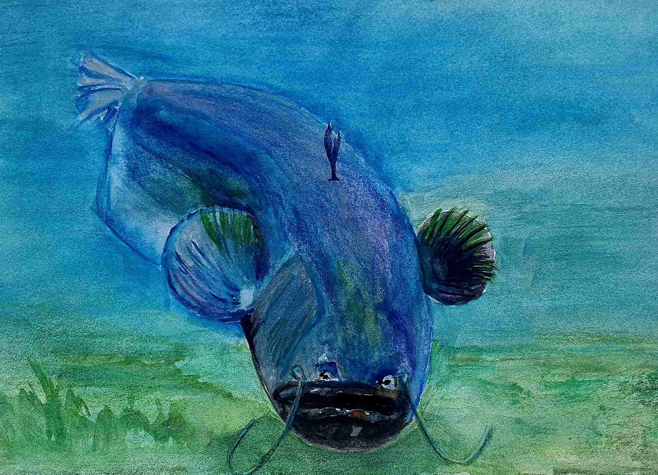 Сом