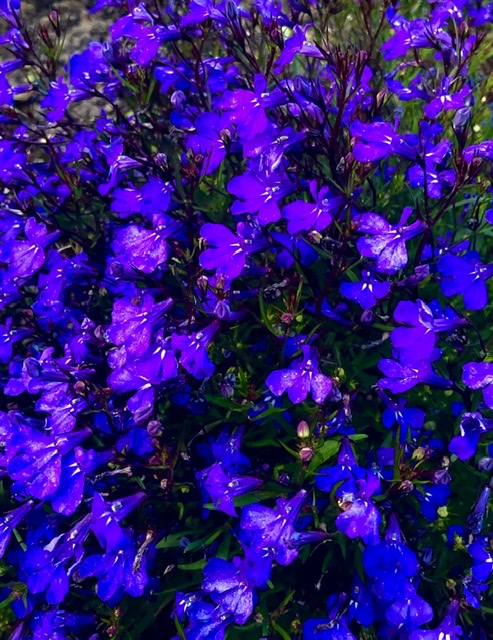 Синий цвет - это море и небо...