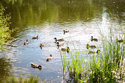 Прилетели уточки