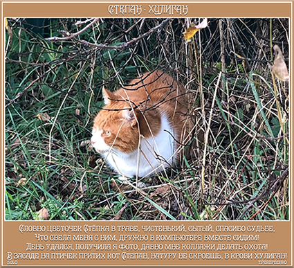 Степан - хулиган