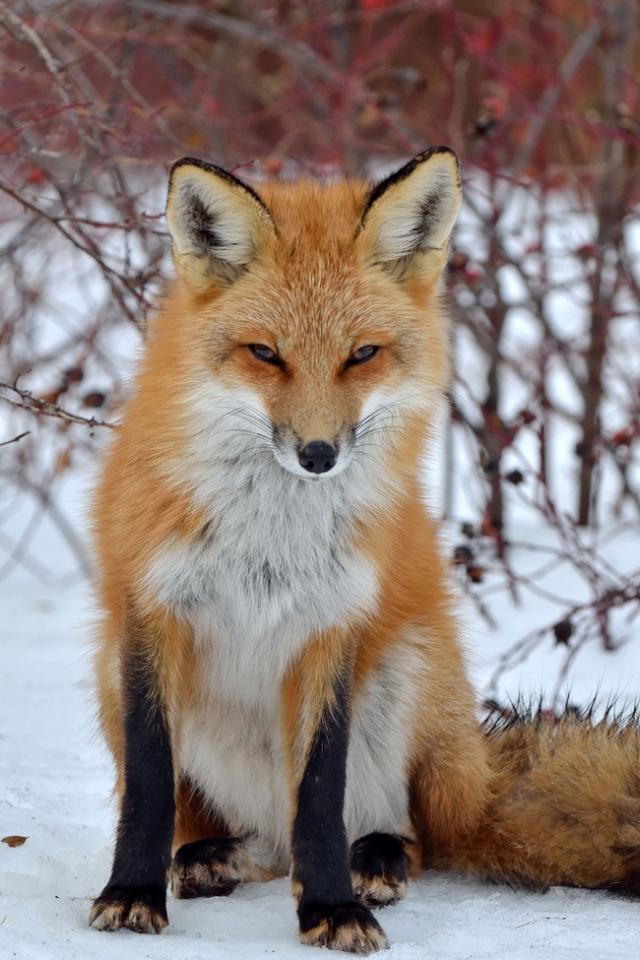 Хитромудрая