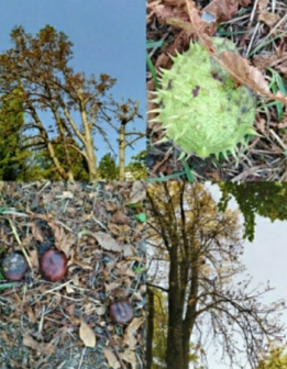 Ты не грусти, каштан!