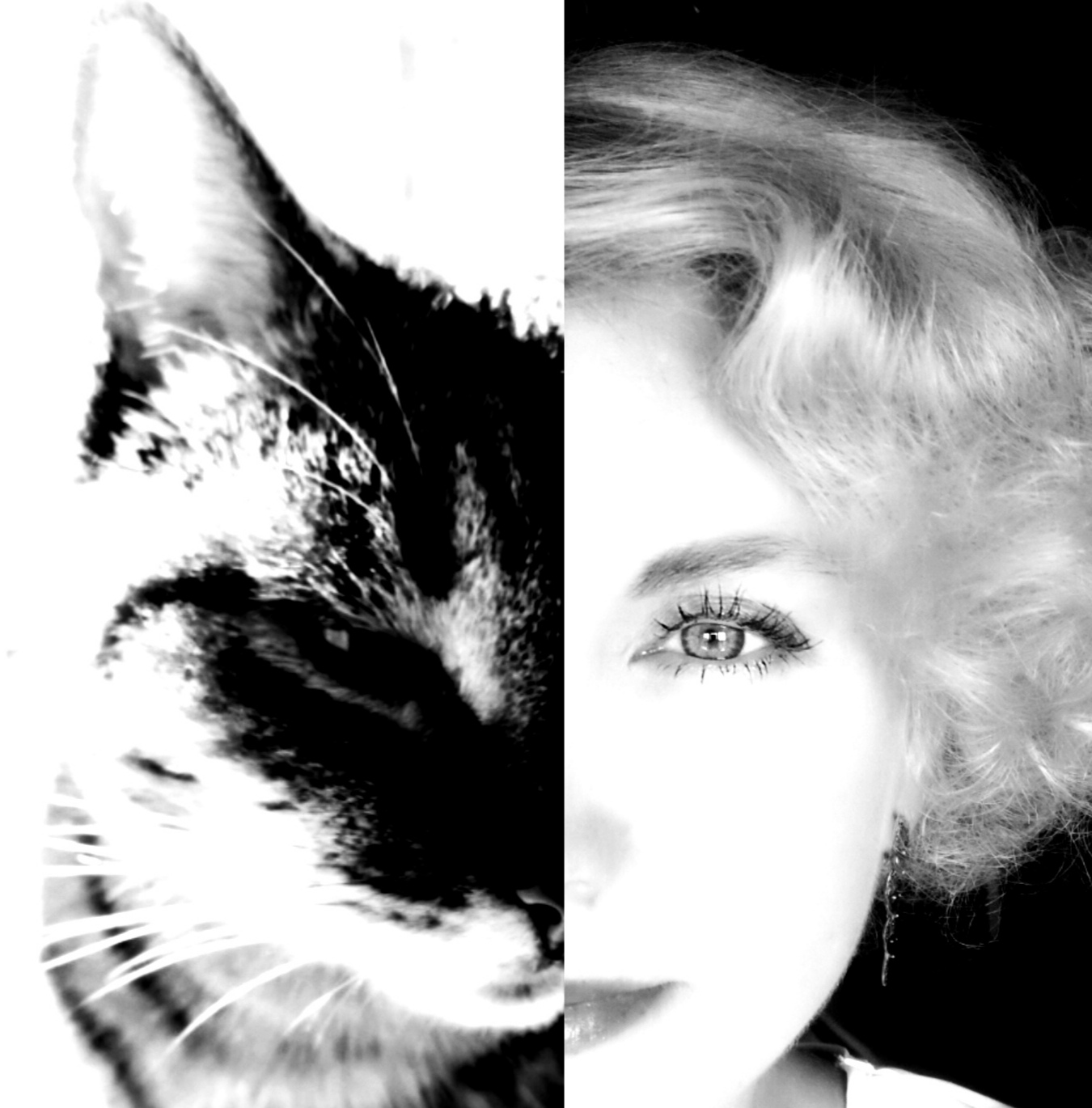 Кошкина сказка