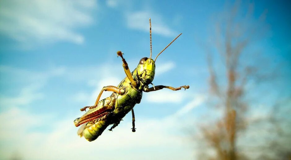 Кузнечик, который все смог