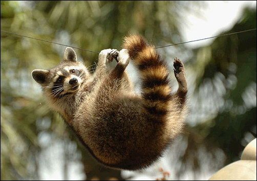 Енот-спортсмен