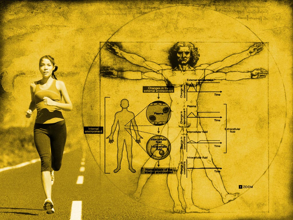 Гомеостаз картинки для презентации