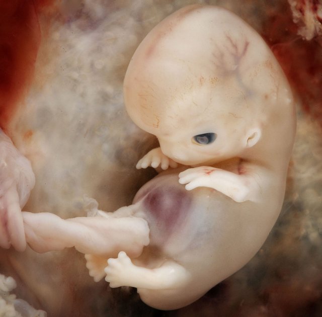 наука человек был создан из Земли и воды