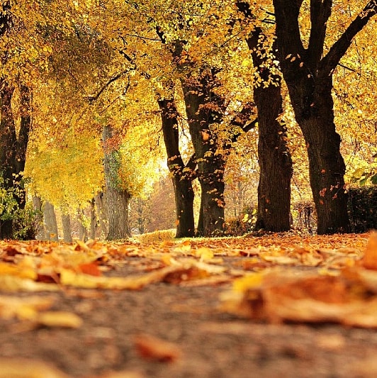 Дорога в осень...