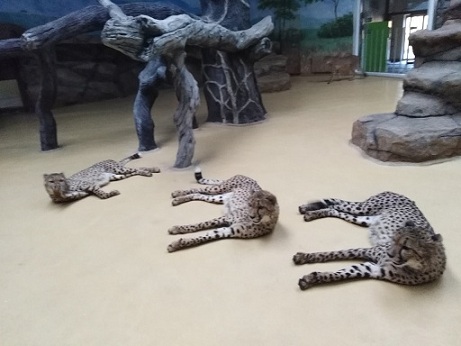 Гепарды в неволе