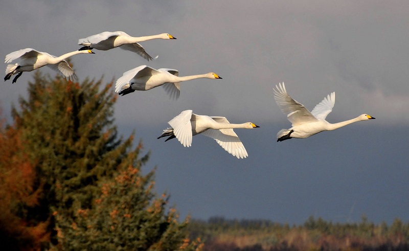 Последний глоток лета