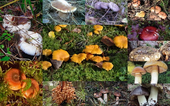 Грибная охота