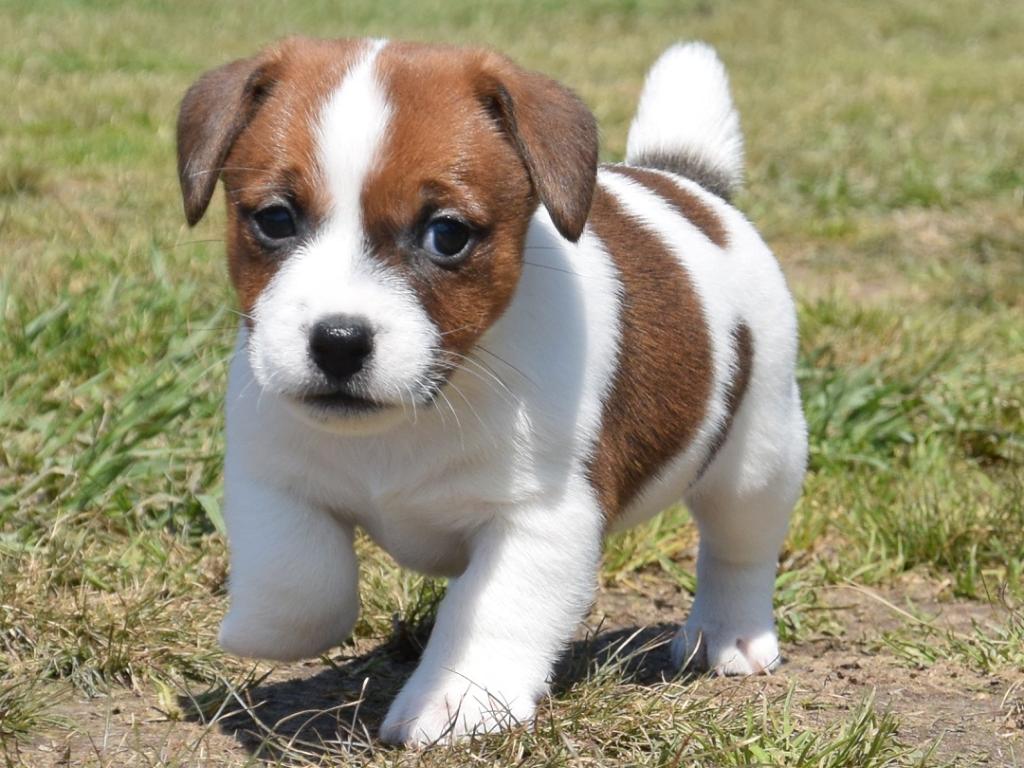 Я завел себе собаку