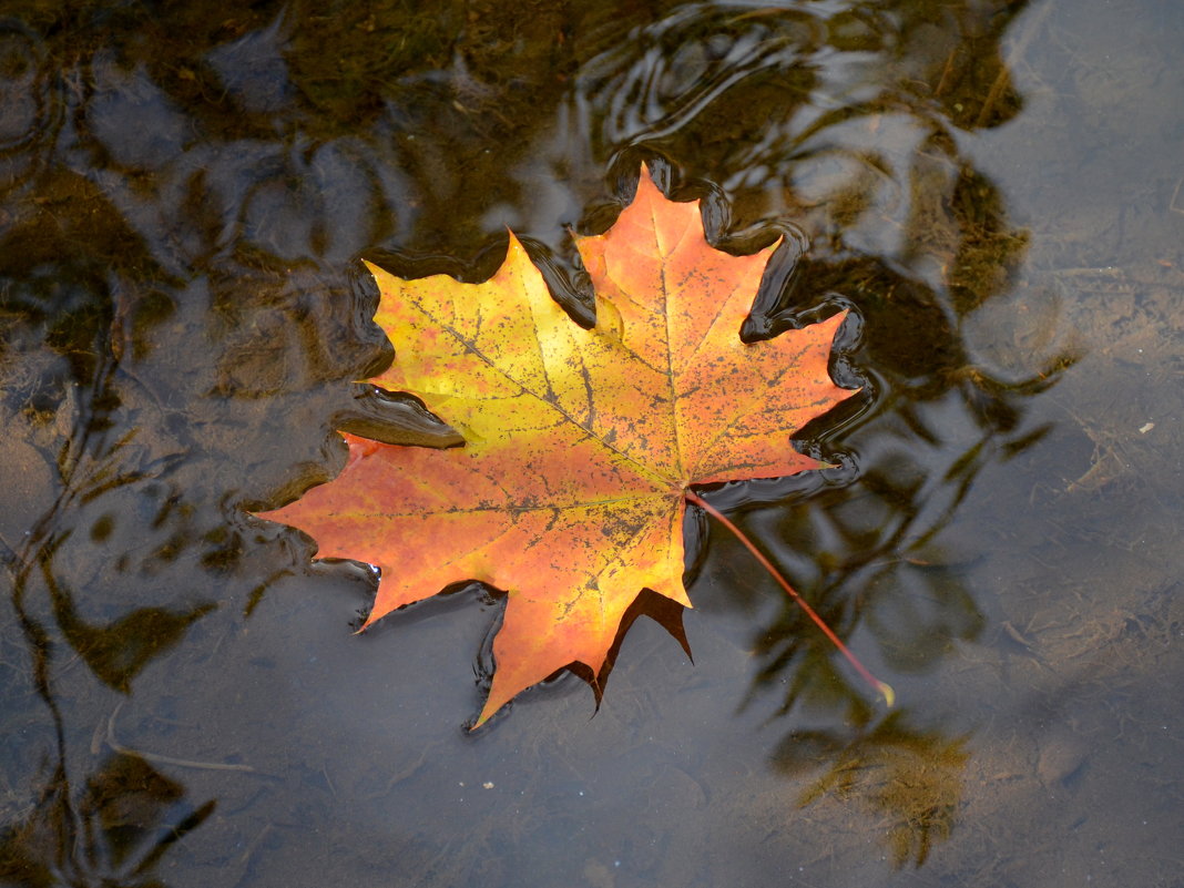Листья в горячей воде. Листья на воде. Осенние листья в луже. Осенние листья на воде. Лист клена в луже.