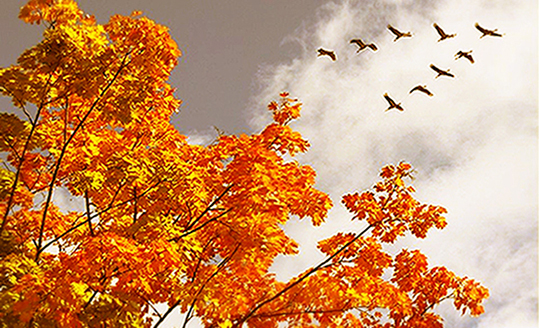 Не только жизнь дарить умеет осень