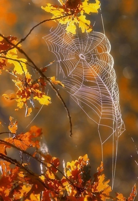 Бабье лето...