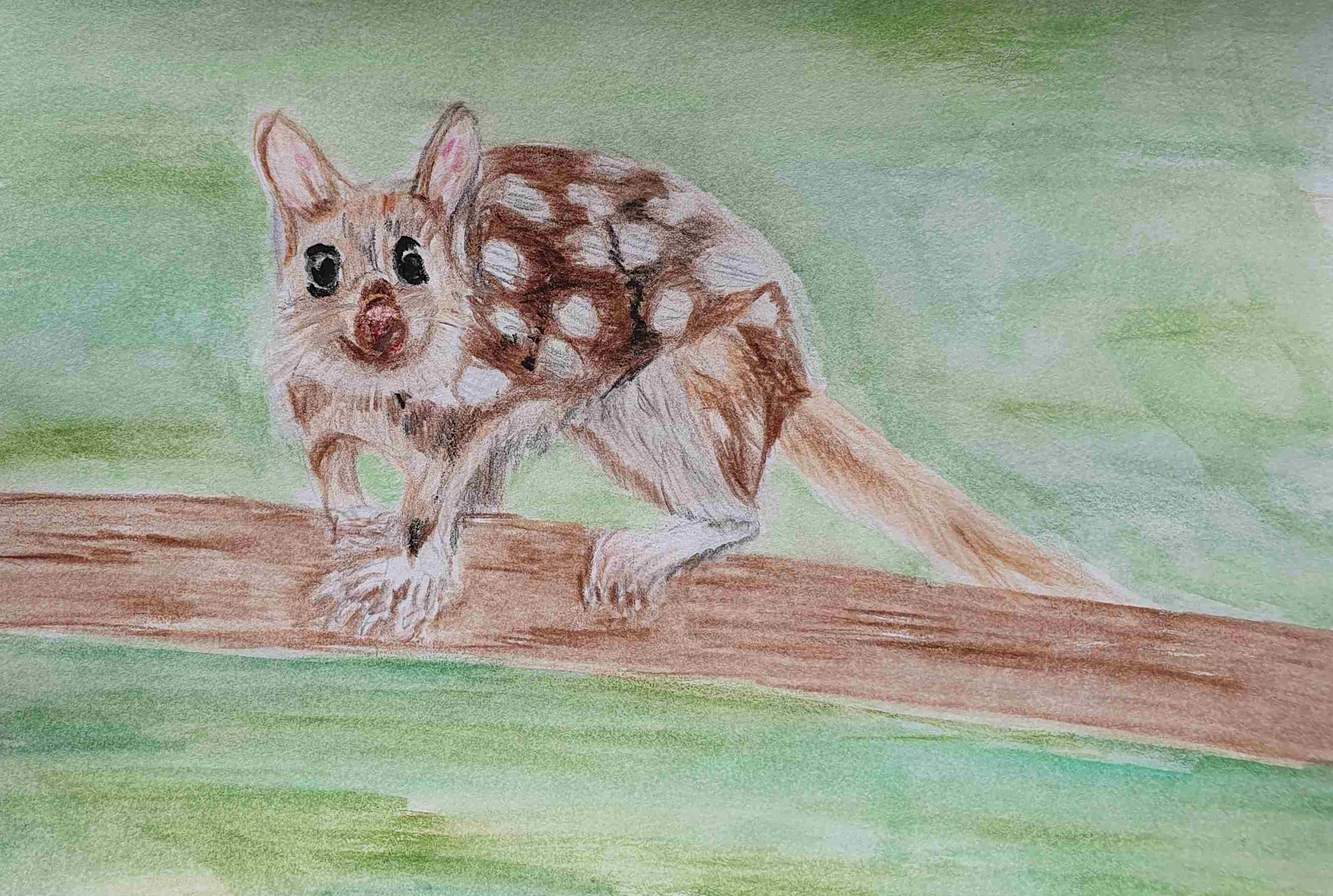 Кволл - куница сумчатая