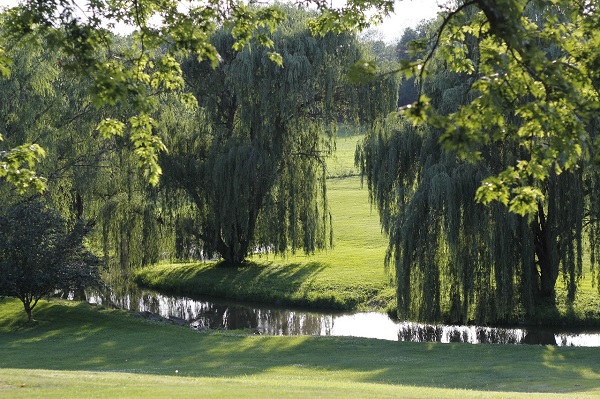 Плакучая ива