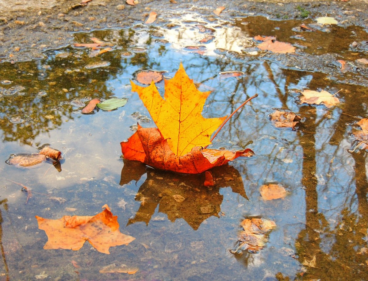 Листик осенний