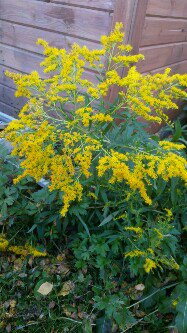 Так робко розовеет день