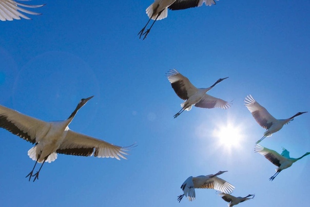Сколько журавлей в небо унеслись...