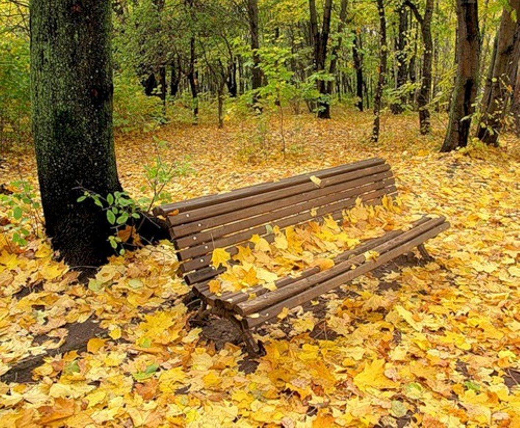 Осенний сад скамейка