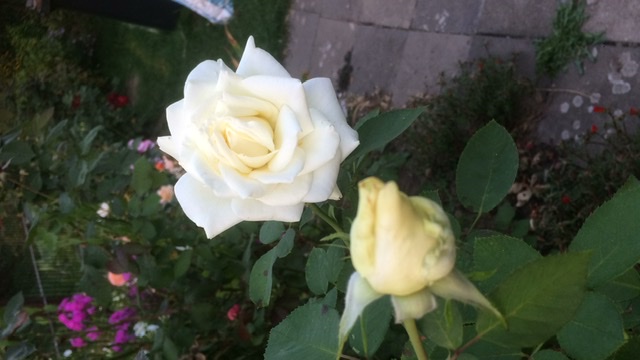 С днем рождения моя хорошая!