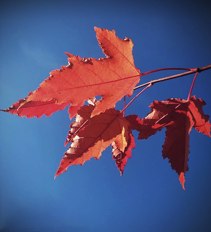 Сквозь осенние листья