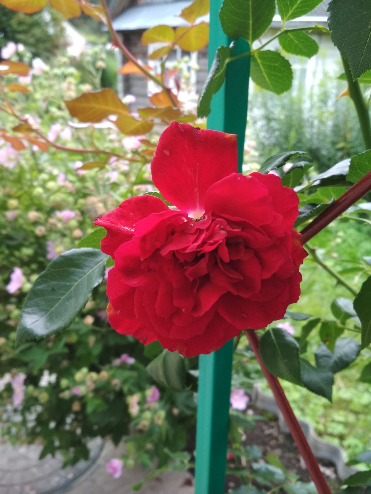 Красный цвет