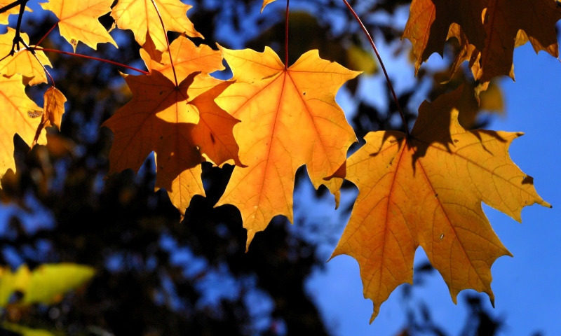 Костры Осени