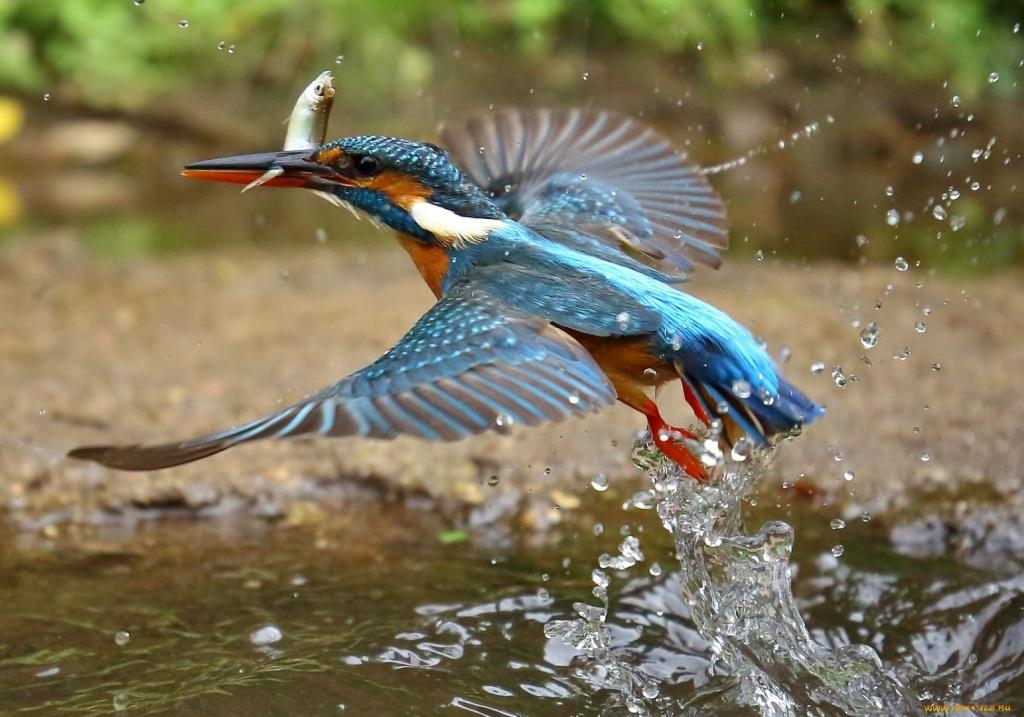 Заядлый рыбак