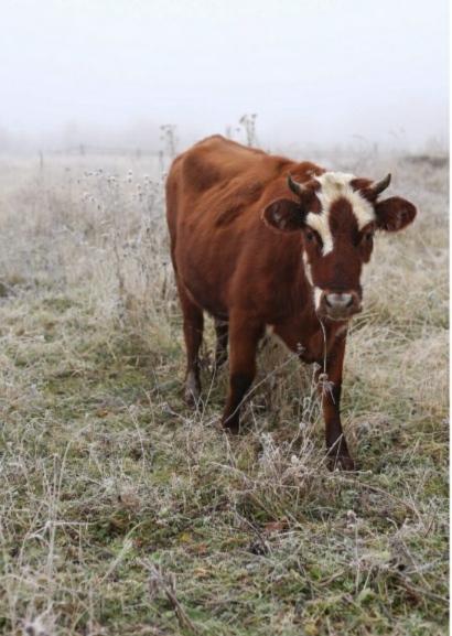 Про одну весёлую корову