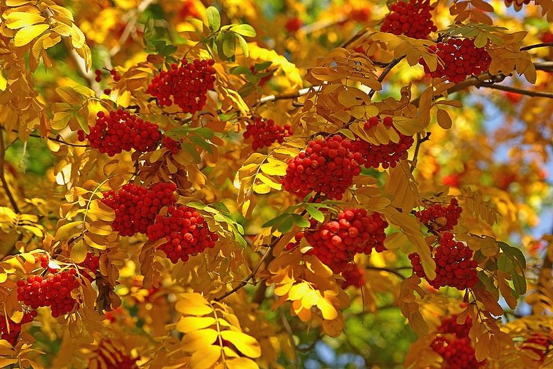 Рябина осенью. Осень рябина. Осенние листья рябины. Осень рябина. Гроздь рябины.