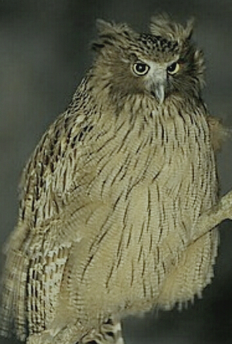 Вдохновила передача