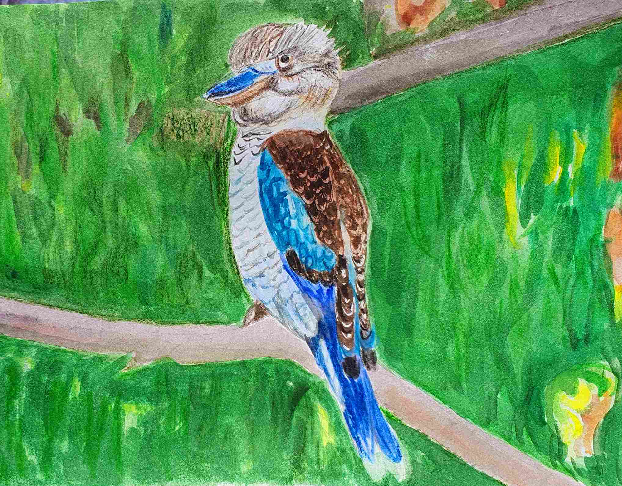 Кукабара, из красавцев