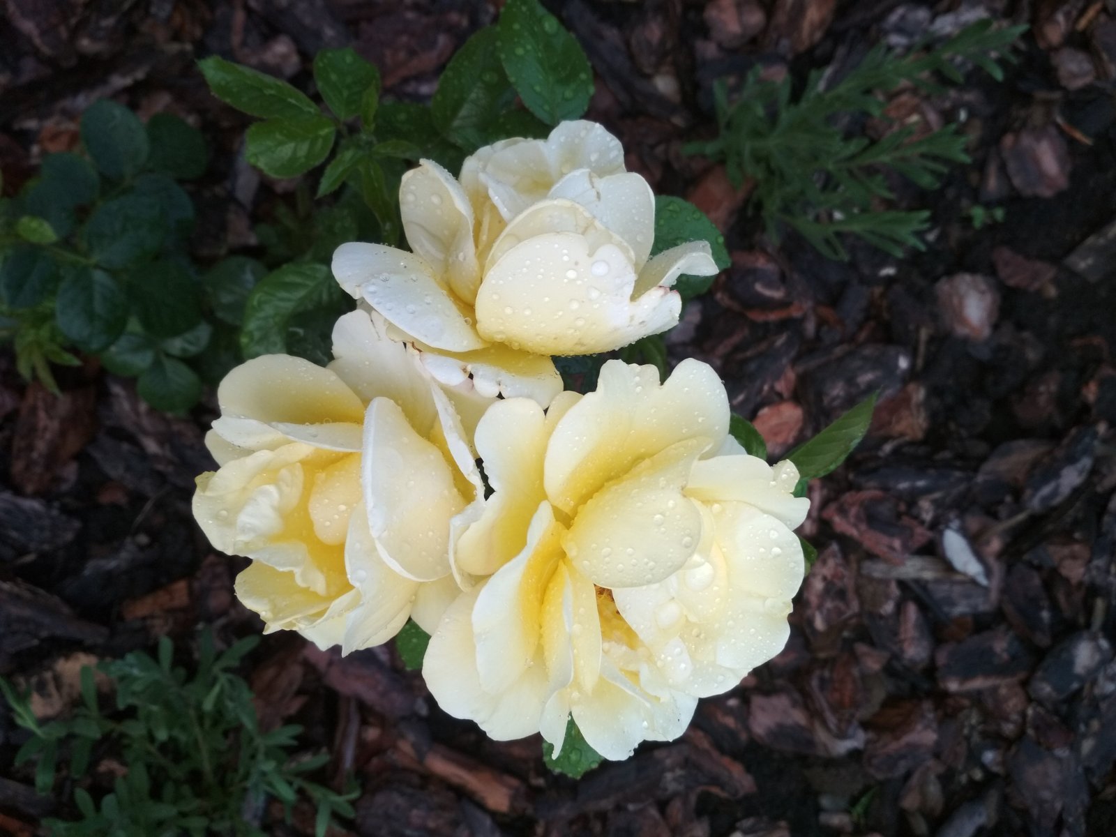 Белый - самый чистый цвет...