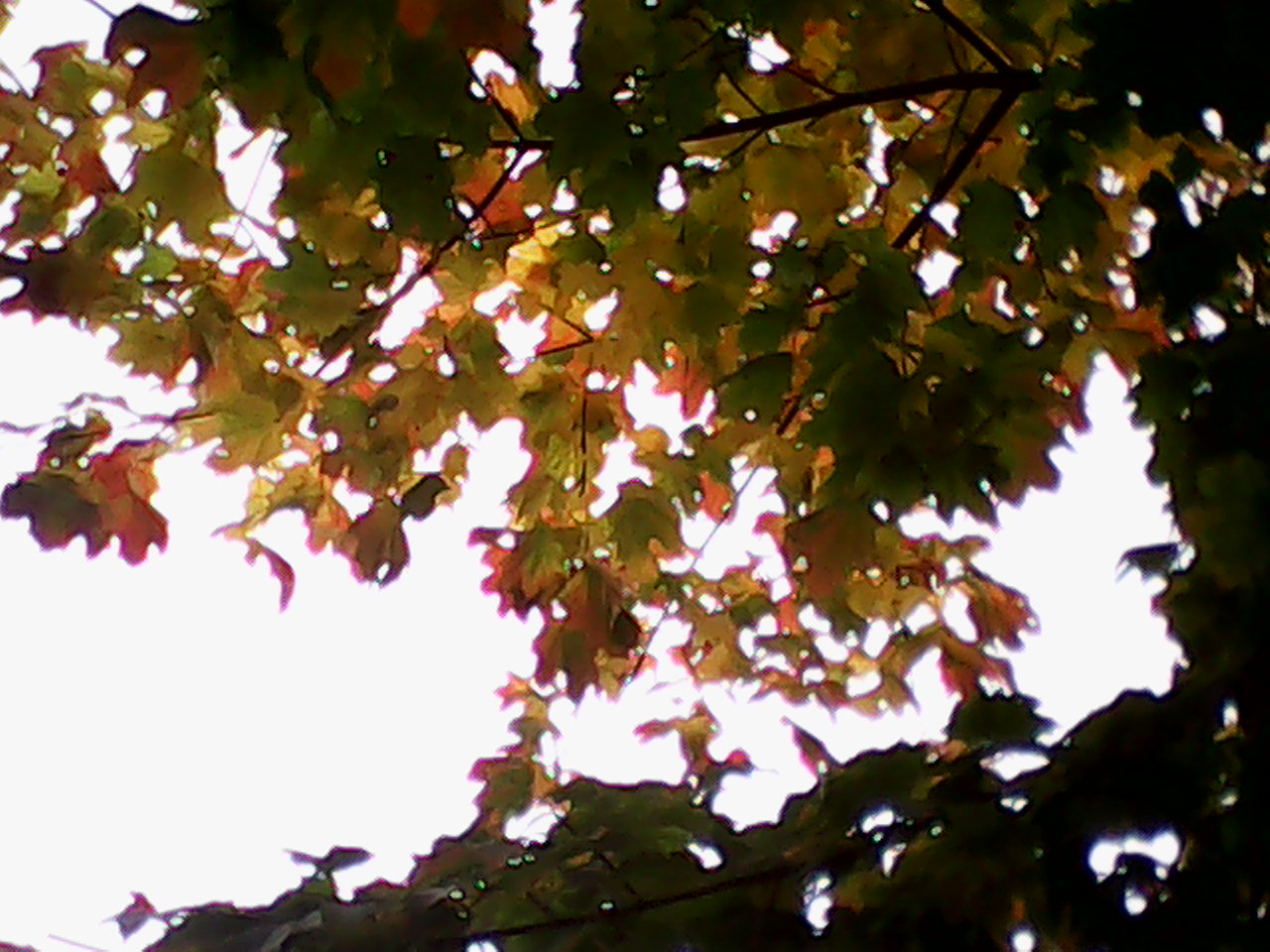 обои на телефон осень. кружение листьев. лист на ветру. листовой ветер. листья на ветру геншин.