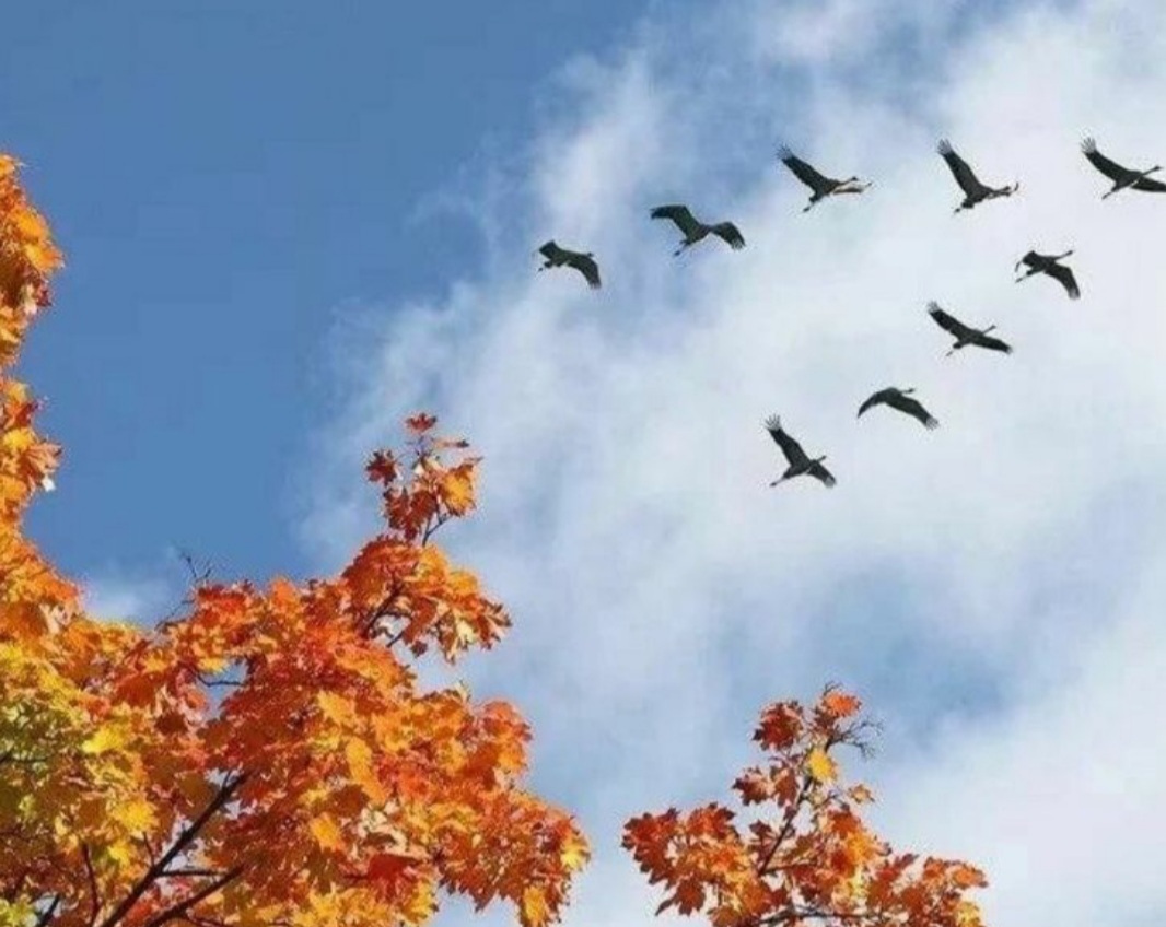 Птицы пролетают улетают на юг мамочка. Отлет птиц осенью. Золотая осень птицы улетают. Птицы осенью для детей. Осень Журавли.