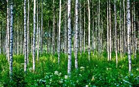 Слезою душа оросила