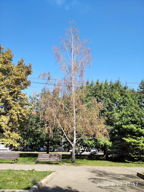 Давно отгремели весенние грозы