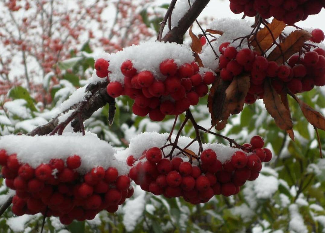 Грустили с дождём рябины